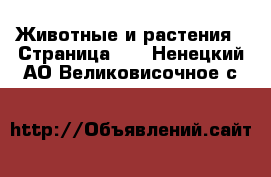  Животные и растения - Страница 16 . Ненецкий АО,Великовисочное с.